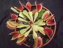 Dionaea muscipula - 3/4