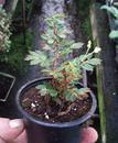 Begonia fuchsioides - 3/3