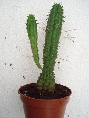 Euphorbia fimbriata - 3