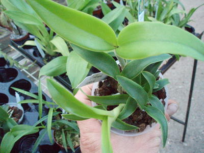 Cattleya intermedia var. irrorata - 3