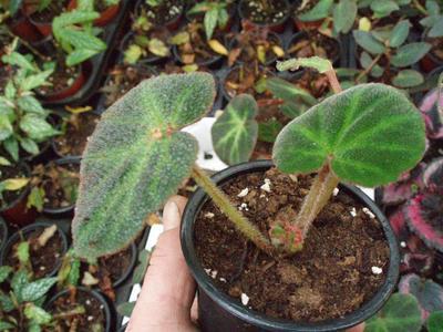 Begonia soli-mutata - 3