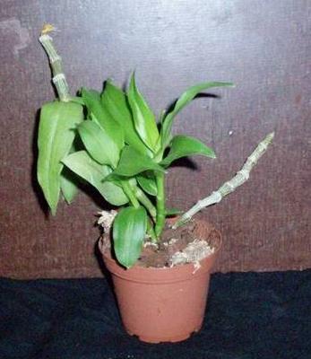 Dendrobium cretaceum - 3