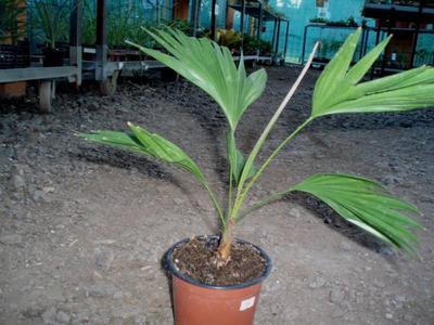 Livingstonia rotundifolia - 3