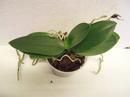 Phalaenopsis aphrodite - 3/4