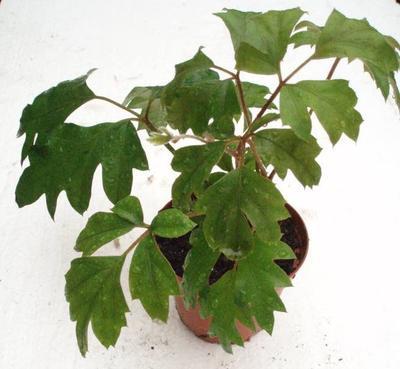 Cissus rhombifolia (kultivar) - 3