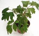 Cissus rhombifolia (kultivar) - 3/3