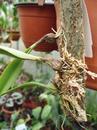 Bulbophyllum auratum (vyvázané) - 3/3