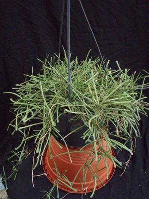 Hoya retusa (velký trs) - 3