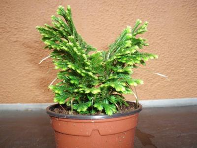 Selaginella apoda - 3