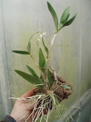 Dendrobium delicatum - 3
