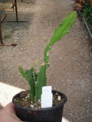 Epiphyllum ackermannii - 3