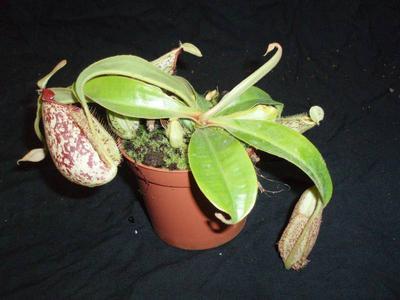 Nepenthes hookeriana - 3