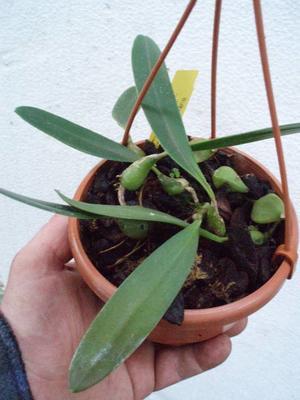 Bulbophyllum tremulum - 3
