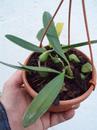 Bulbophyllum tremulum - 3/3