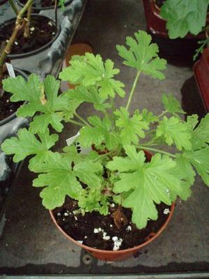 Pelargonium graveolens - 3