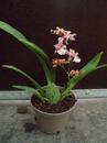 Kvetoucí orchidej mini Oncidium #3 - 3/3