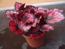 Begonia rex 'Red&Black' - 3/4