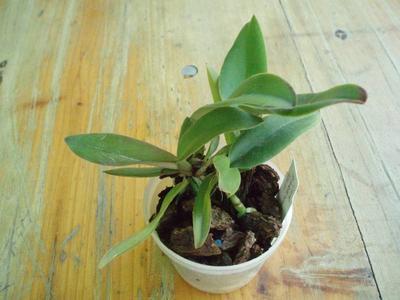Cattleya schroederae 'Golem' - 3