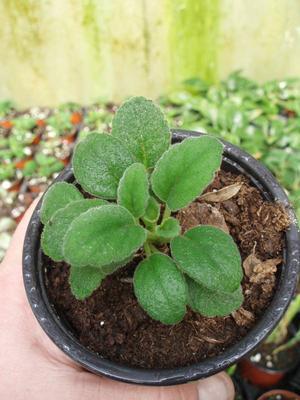 Alsobia dianthiflora - 3
