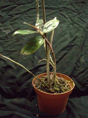 Dendrobium intricatum - 3