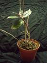 Dendrobium intricatum - 3/3