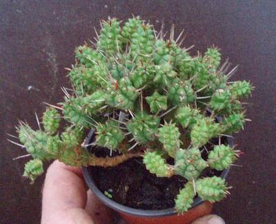 Euphorbia submammillaris - 3