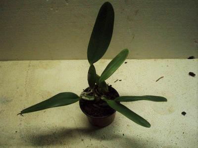 Cattleya labiata var. rubra - 3