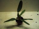 Cattleya labiata var. rubra - 3/3