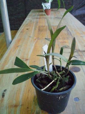Epidendrum stamfordianum - menší rostliny - 3