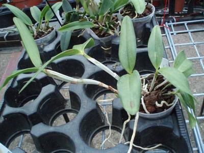 Cattleya elongata - 3