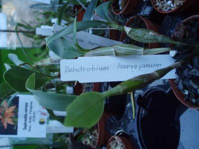 Dendrobium harveyanum - 3
