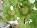 Pelargonium 'Petrei Renate' - 3/3