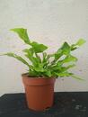 Microsorum musifolium - 2/2