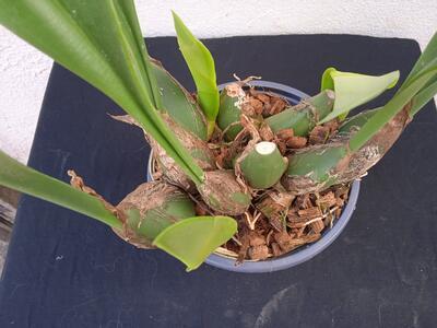 Bulbophyllum Wilbur Chang - 4