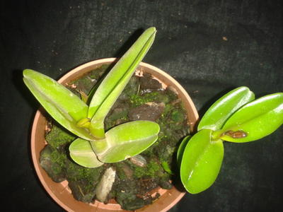 Epidendrum latilabre - 4