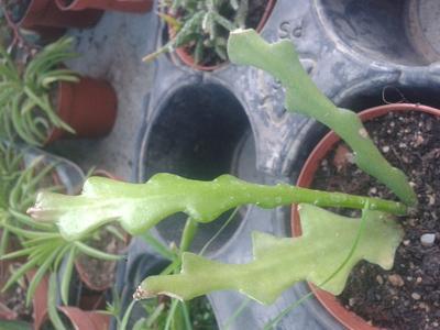 Epiphyllum anguliger - 4