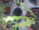 Epiphyllum anguliger - 4/4