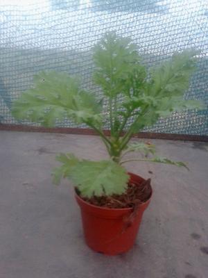 Pelargonium laxum - 4