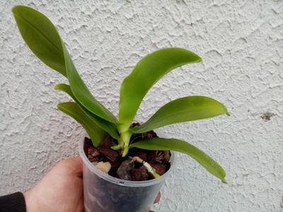 Phalaenopsis cornu-cervi v. chattaladae - 4