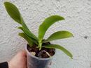 Phalaenopsis cornu-cervi v. chattaladae - 4/4