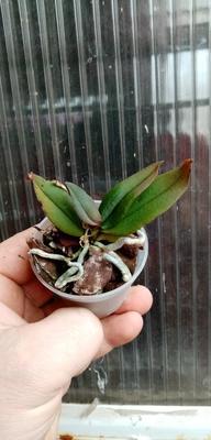 Phalaenopsis lowii - 4