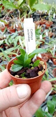 Cattleya aclandiae - 4