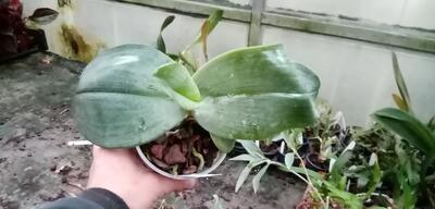 Phalaenopsis gigantea - 4