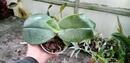 Phalaenopsis gigantea - 4/4