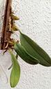 Bulbophyllum violaceolabellum - 4/4