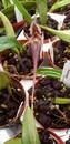 Bulbophyllum fascinator - 4/4