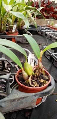 Bulbophyllum crassipes - 4