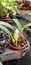 Bulbophyllum crassipes - 4/4