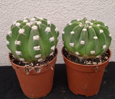 Echinopsis subdenudata - 4