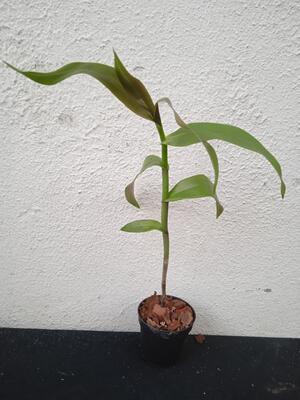 Epidendrum pseudepidendrum - 4